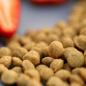 濰坊弘嘉寵物食品有限公司