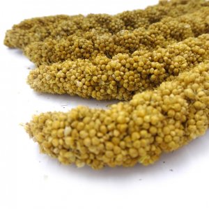 哈姆小寵大黃谷穗倉(cāng)鼠鳥食450g