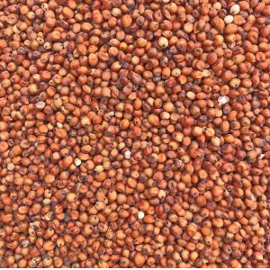 新沂市御鳥寵物用品有限公司