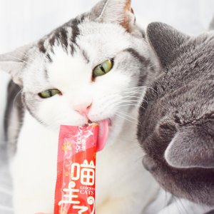 西安米啦小喵寵物用品有限責(zé)任公司