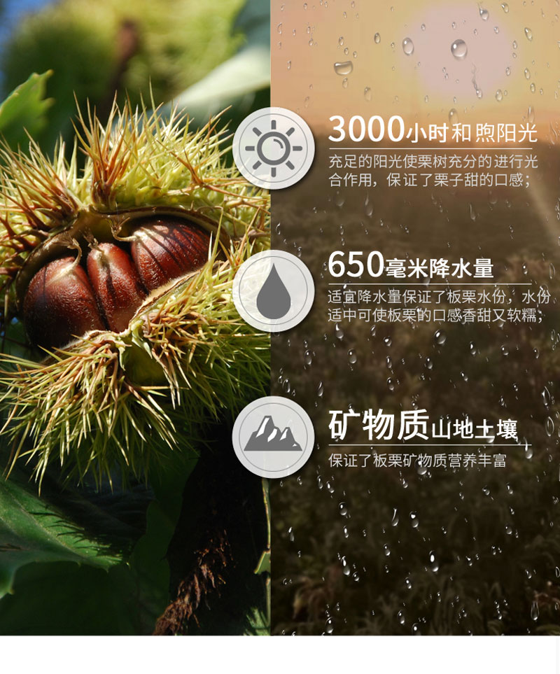 栗源100g有機(jī)甘栗仁簡介_10.jpg