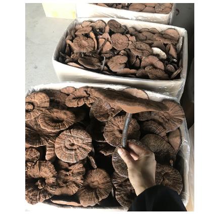 野生段木栽培黑靈芝紫靈芝整枝OEM貼牌代工