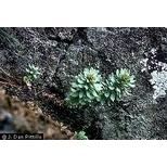 紅景天提取物OEM代加工