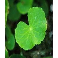 積雪草提取物OEM代加工