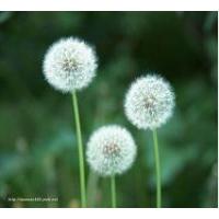 蒲公英提取物OEM代加工