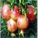 石榴皮籽提取物OEM代加工