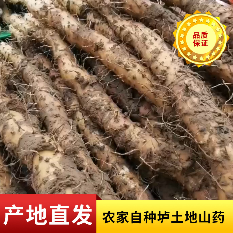 河南焦作懷山藥農(nóng)家自種壚土鐵棍山藥 鮮山藥片山藥粉非淮山藥OEM代加工