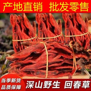 云南野生整株回春草不老草頂天柱起陽草擎天柱男性泡酒煲湯滋補(bǔ)